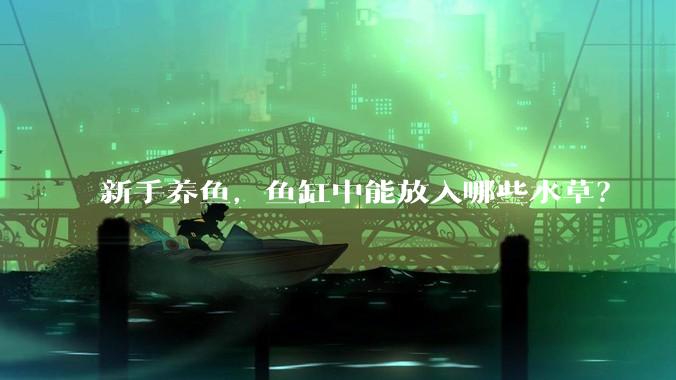 新手养鱼，鱼缸中能放入哪些水草？